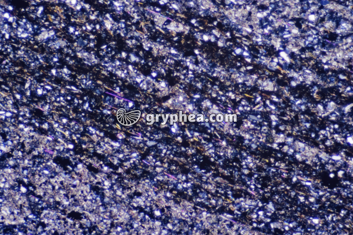 Pelite gréseuse LPA x10 - gryphea.com